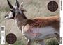 Picture of Champion Targets - VisiColor,  Real Life Big Game Targets, Bear, Antelope And Whitetail Deer, 12 Pack